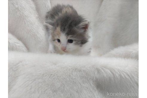 販売中の福岡県のメインクーン-120705の5枚目
