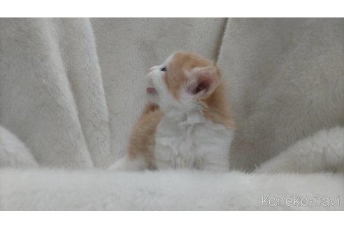 販売中の福岡県のメインクーン-120706の2枚目