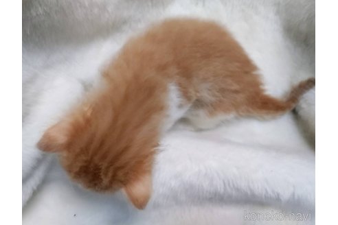 販売中の福岡県のメインクーン-120706の8枚目
