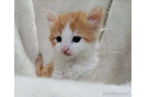 販売中の福岡県のメインクーン-120706の5枚目