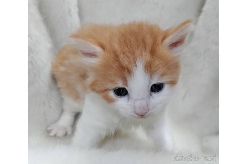 販売中の福岡県のメインクーン-120706の6枚目