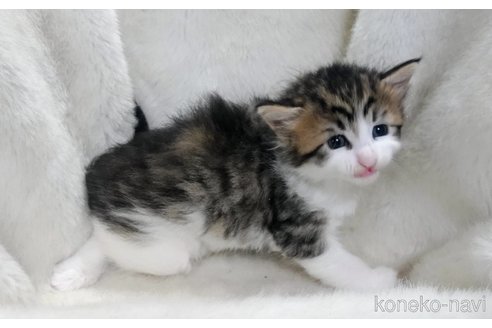 販売中の福岡県のメインクーン-120707の5枚目