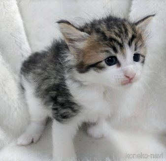 販売中の福岡県のメインクーン-120707の3枚目