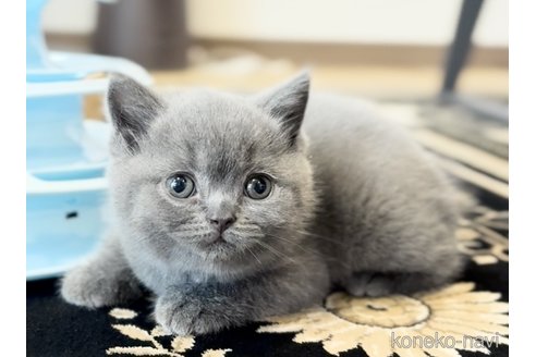 販売中の静岡県のブリティッシュショートヘア-120708の3枚目