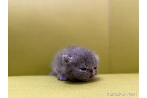 販売中の岐阜県のエキゾチックショートヘア-120713の4枚目