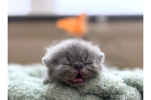 販売中の岐阜県のエキゾチックショートヘア-120713の3枚目