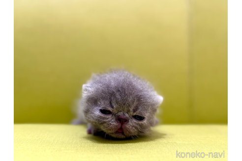 販売中の岐阜県のエキゾチックショートヘア-120713の2枚目