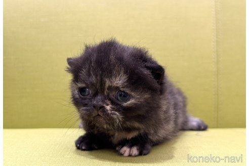 販売中の岐阜県のミヌエット(短足)-120714の6枚目