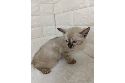販売中の静岡県のベンガル-120718の2枚目