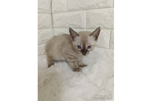 販売中の静岡県のベンガル-120718の3枚目