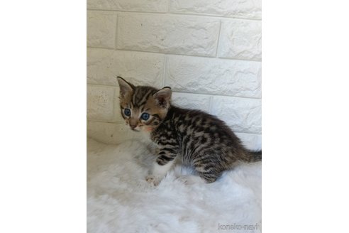 販売中の静岡県のジェネッタ-120720の5枚目