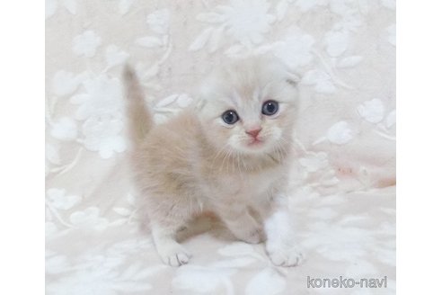 販売中の鹿児島県のスコティッシュフォールド(折れ耳)-120721の3枚目