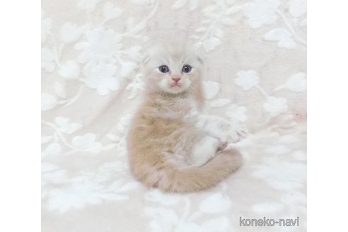 販売中の鹿児島県のスコティッシュフォールド(折れ耳)-120721の2枚目
