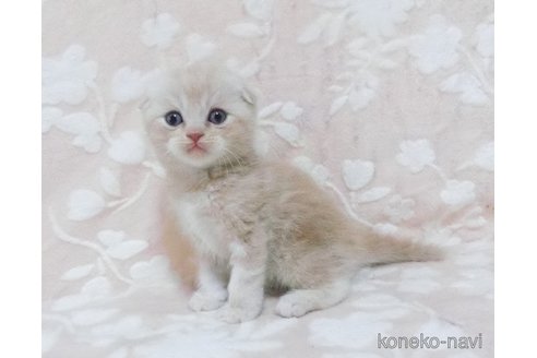 販売中の鹿児島県のスコティッシュフォールド(折れ耳)-120721の4枚目