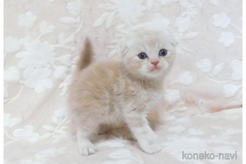 販売中の鹿児島県のスコティッシュフォールド(折れ耳)-120721の5枚目