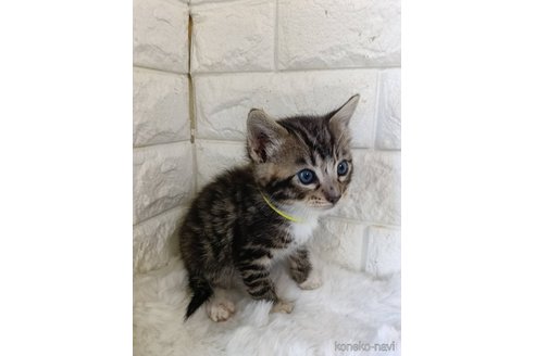 販売中の静岡県のジェネッタ-120722の6枚目