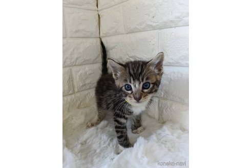 販売中の静岡県のジェネッタ-120722の7枚目