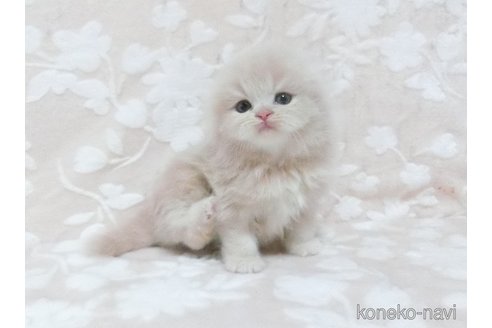 販売中の鹿児島県のスコティッシュフォールド(折れ耳)-120724の4枚目