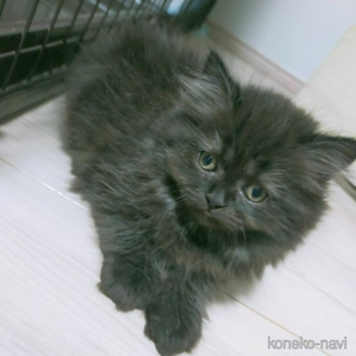 販売中の熊本県のラガマフィン-120719の1枚目