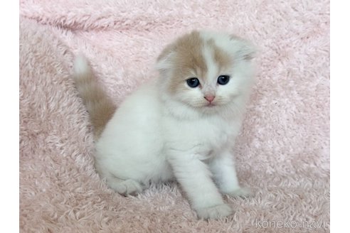 販売中の三重県のスコティッシュフォールド(折れ耳)-120726の7枚目