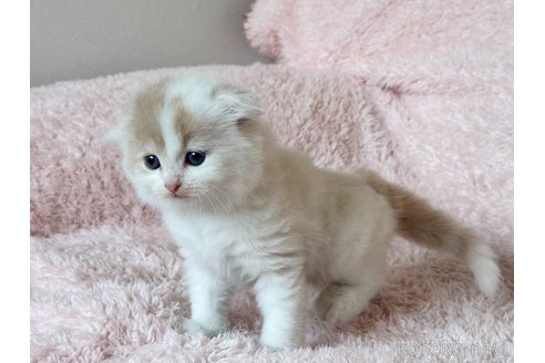 販売中の三重県のスコティッシュフォールド(折れ耳)-120726の2枚目