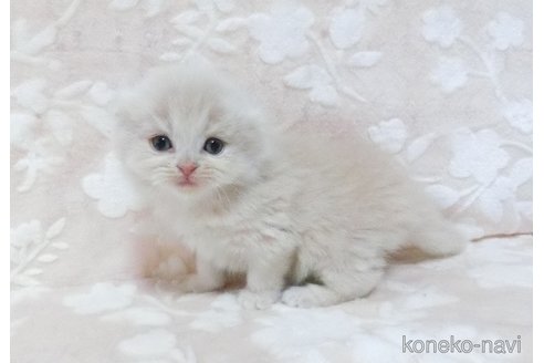 販売中の鹿児島県のスコティッシュフォールド(折れ耳)-120728の4枚目