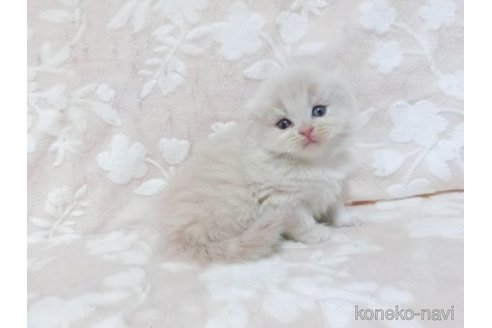 販売中の鹿児島県のスコティッシュフォールド(折れ耳)-120728の5枚目