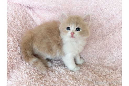 販売中の三重県のスコティッシュフォールド-120729の2枚目