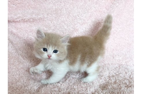 販売中の三重県のスコティッシュフォールド-120729の5枚目