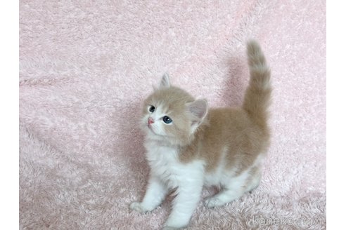 販売中の三重県のスコティッシュフォールド-120729の3枚目