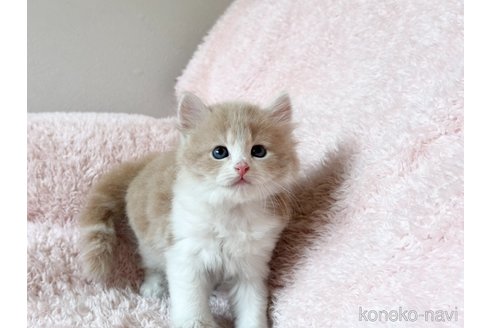 販売中の三重県のスコティッシュフォールド-120729の4枚目