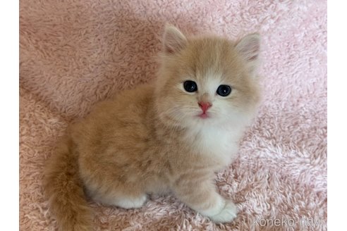 販売中の三重県のスコティッシュフォールド-120731の6枚目