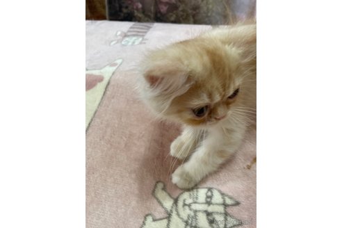 販売中の愛知県のエキゾチックロングヘア-120595の3枚目