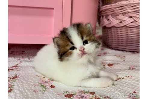 販売中の大阪府のミヌエット-120737の4枚目