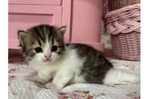 販売中の大阪府のミヌエット-120738の3枚目