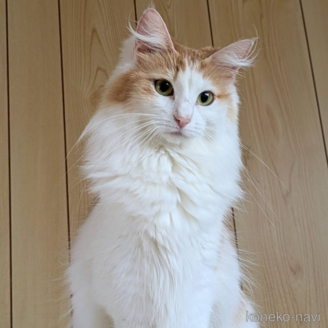  solsikkeちゃん1枚目