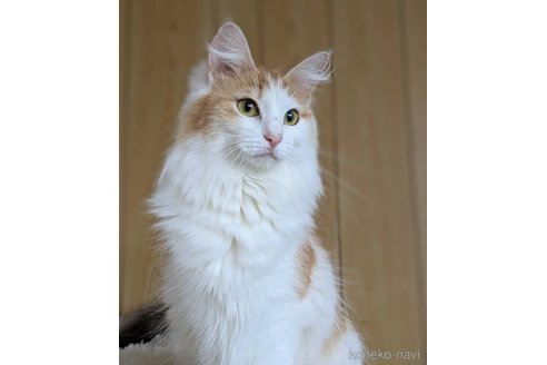  solsikkeちゃん1枚目