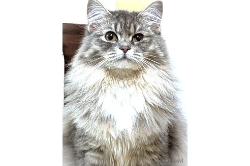 Cieloちゃん1枚目