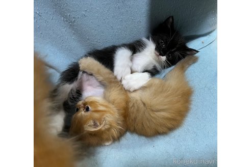 販売中の埼玉県のミックス-120327の3枚目