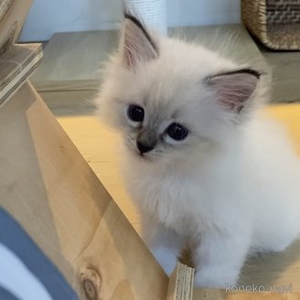 販売中の北海道のネヴァマスカレード-120745の9枚目