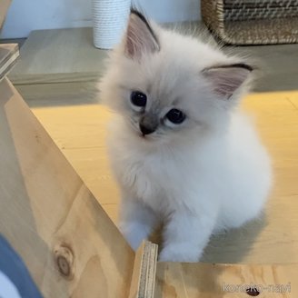販売中の北海道のネヴァマスカレード-120745の1枚目