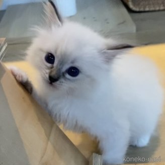 販売中の北海道のネヴァマスカレード-120745の6枚目