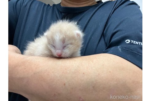 販売中の東京都のスコティッシュフォールド-120479の3枚目