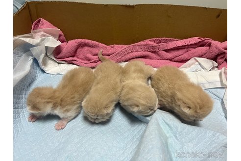 販売中の東京都のスコティッシュフォールド-120748の11枚目