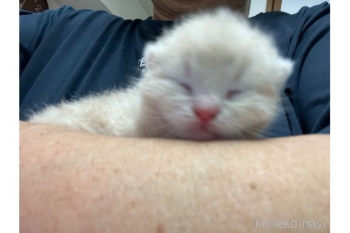 販売中の東京都のスコティッシュフォールド-120748の12枚目