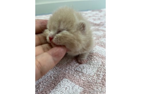 販売中の東京都のスコティッシュフォールド-120748の4枚目