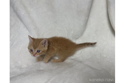 販売中の鹿児島県のスコティッシュフォールド-117228の3枚目