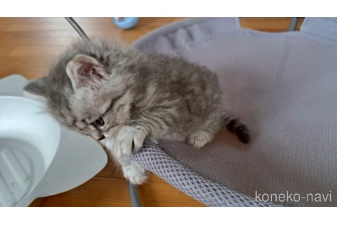 成約済の栃木県のサイベリアン-119139の2枚目