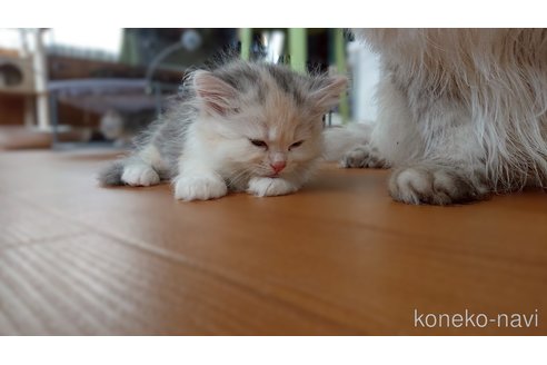 成約済の栃木県のサイベリアン-119145の4枚目