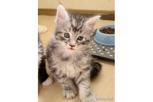 販売中の岡山県のメインクーン-120762の3枚目